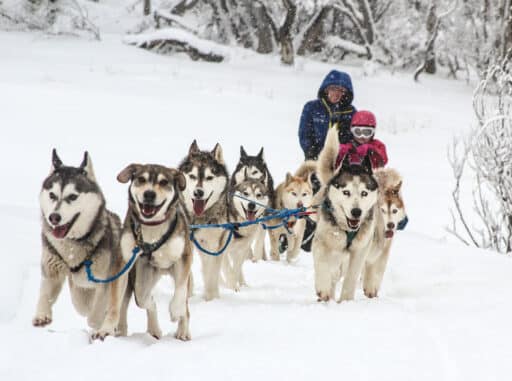 Sled dog rides at Dinner Plain