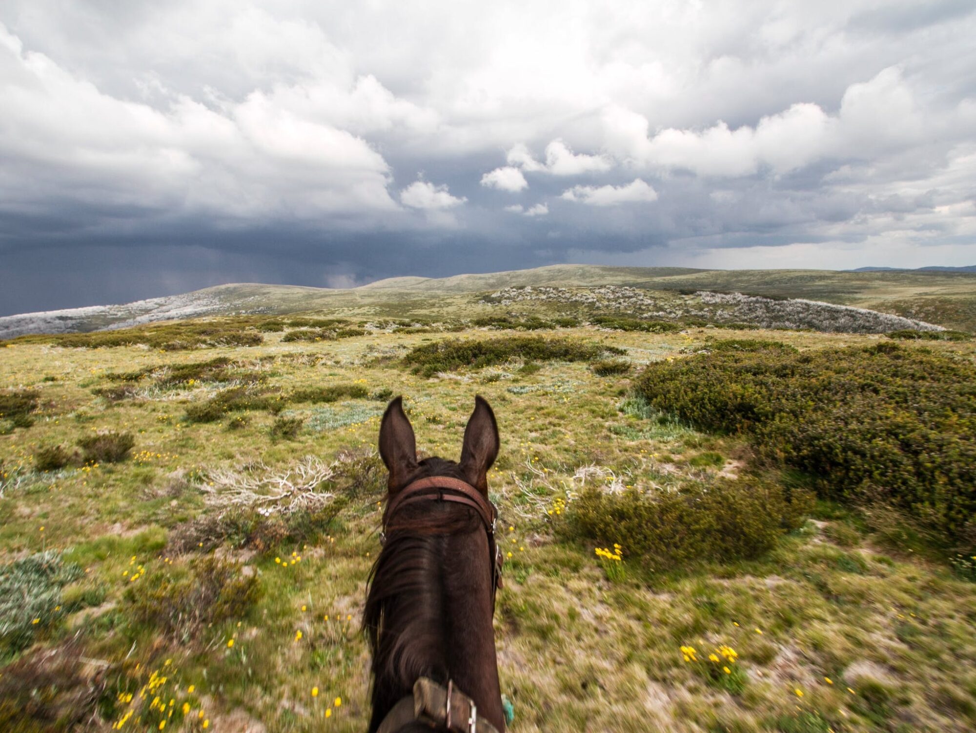 Bogong Horseback Adventures