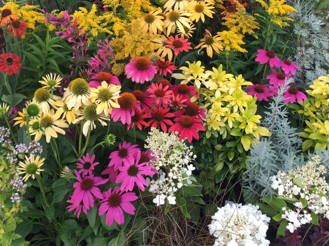 Alpine Perennials Nursery Alpine Perennials Nursery