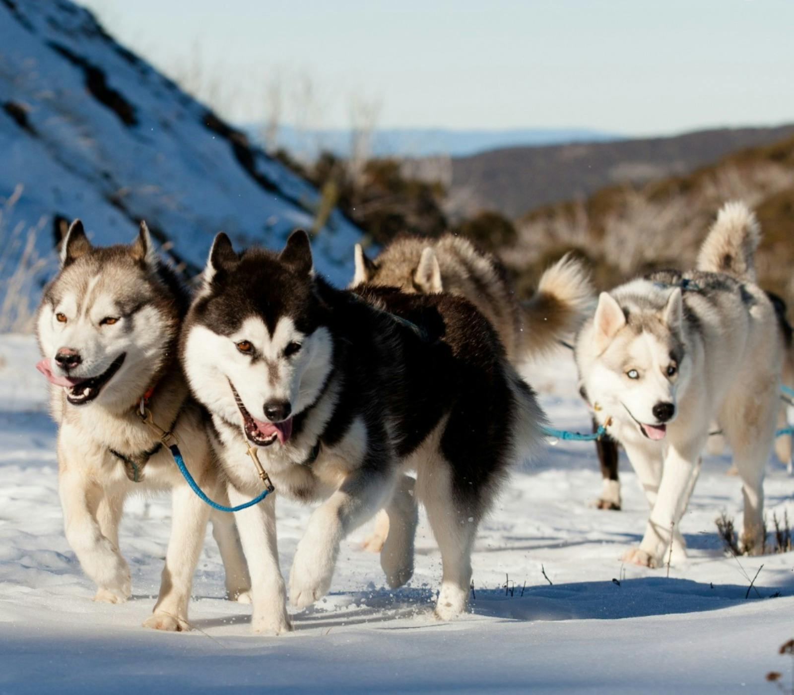 Polar Paws Express Polar Paws Express