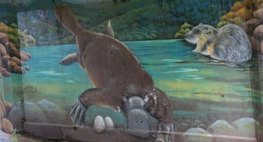 Star Bridge Bright Platypus mural