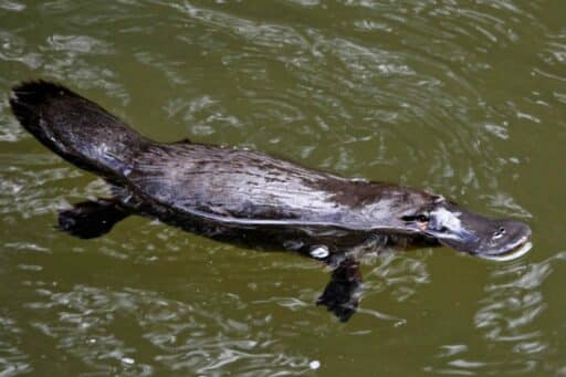 Platypus plaing in the river.