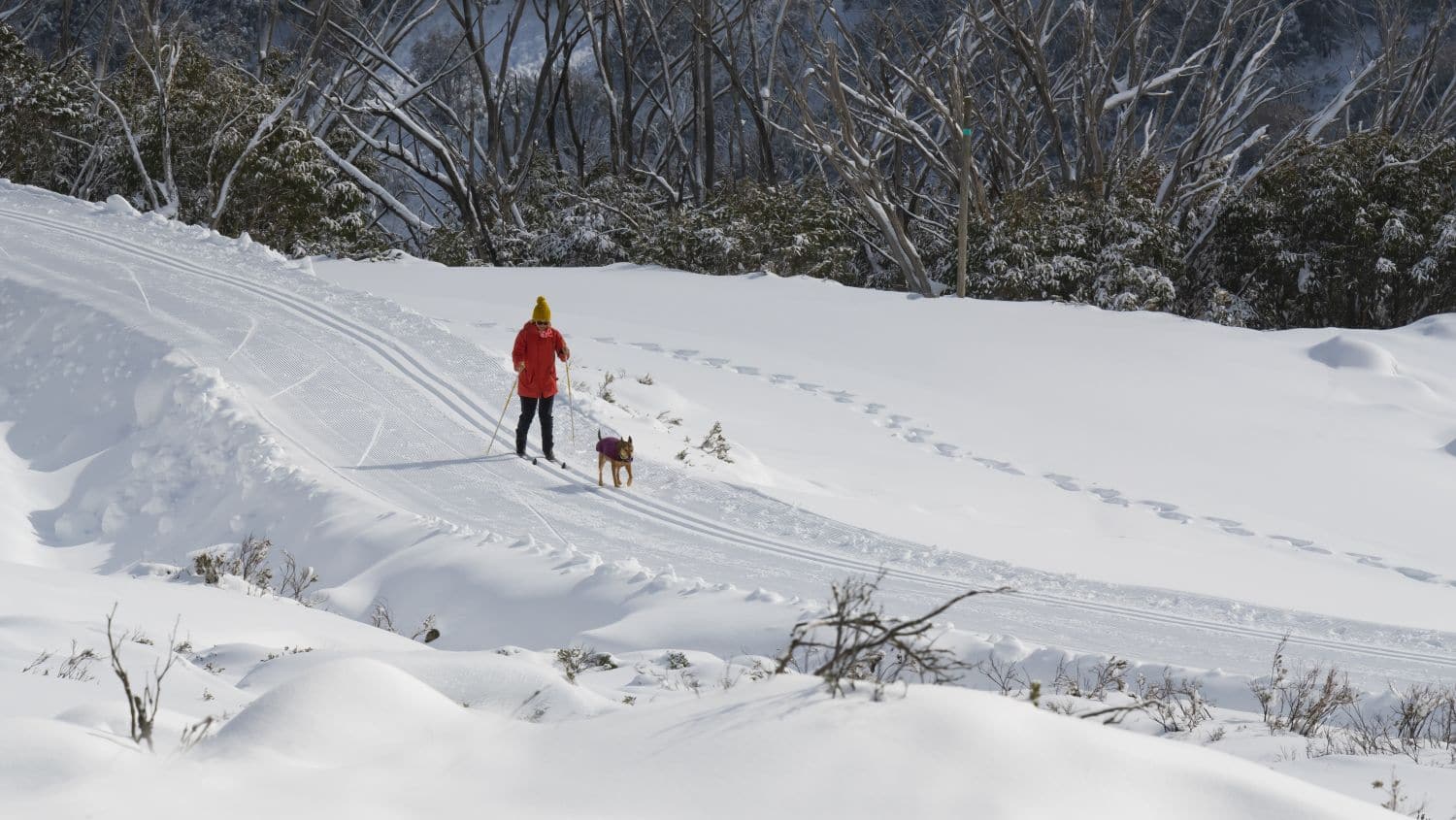 Cross Country Skiing at Falls Creek with dog
