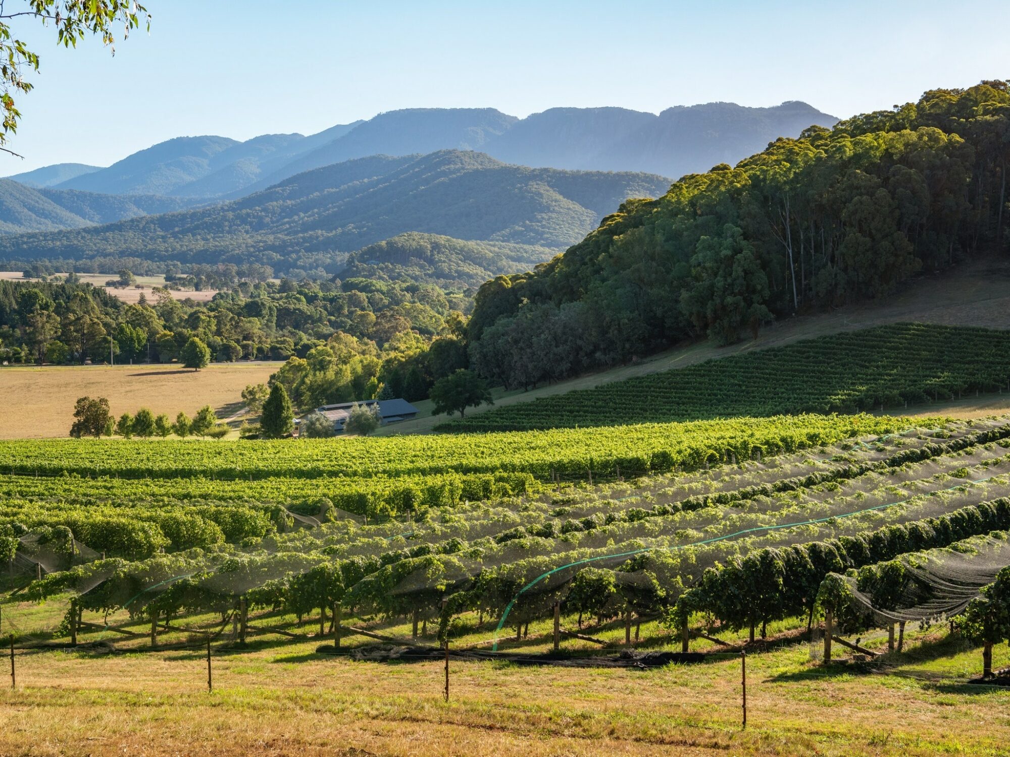Ringer Reef Winery
