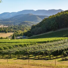 Ringer Reef Winery bright