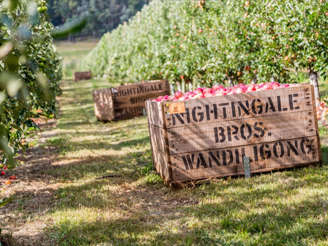 Nightingale Bros Orchard Apple Bins