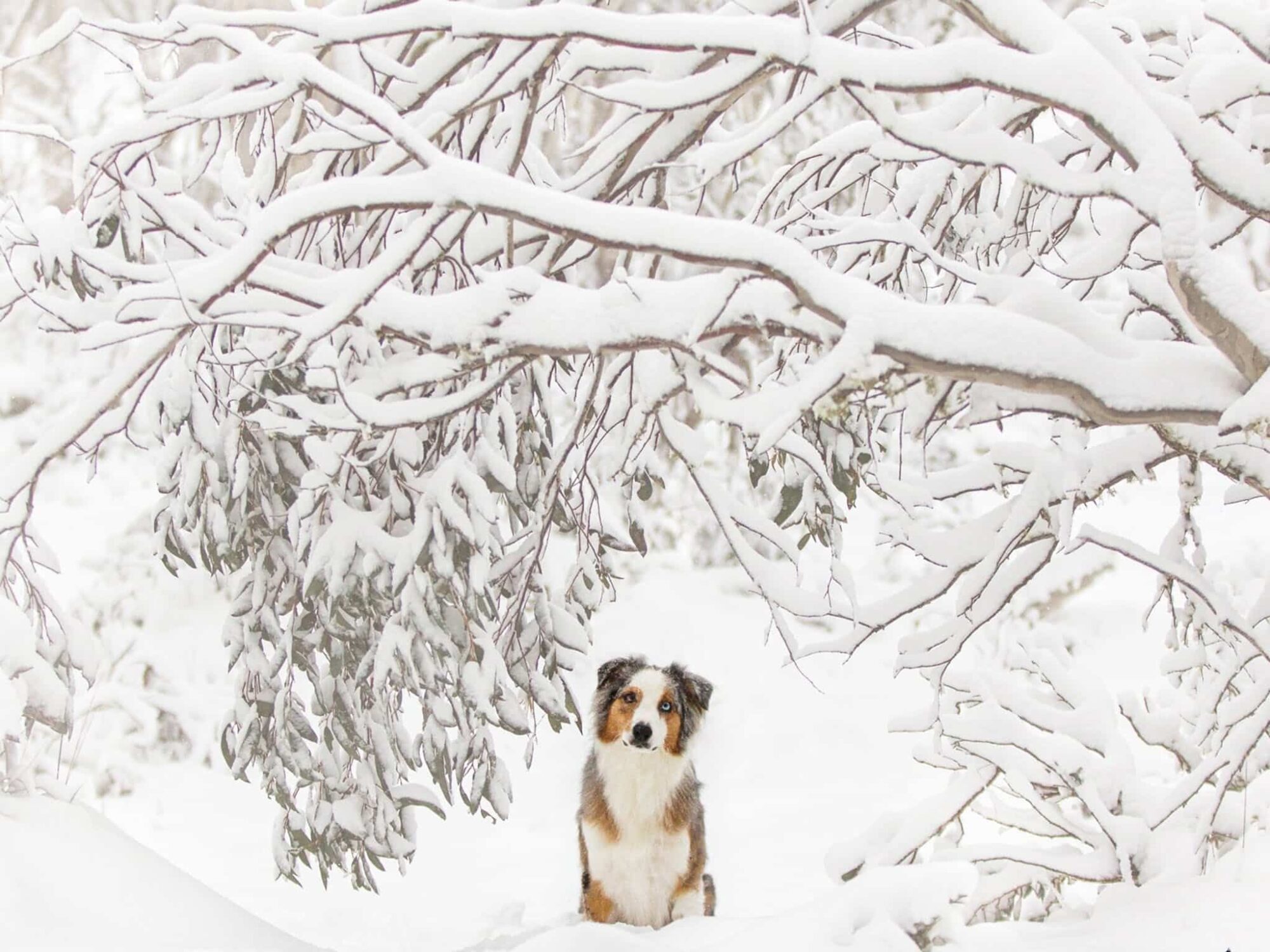 Snow Dogs Photography and Retreats