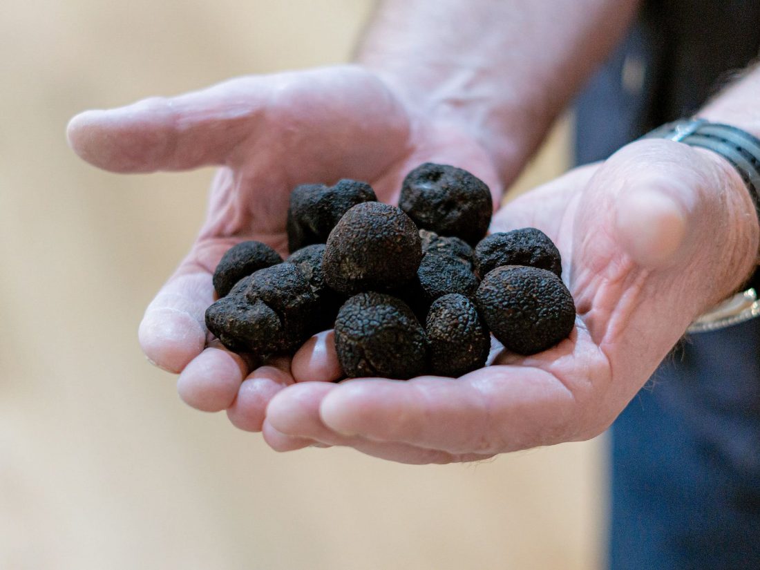 two hands full of French Black Perigord truffles