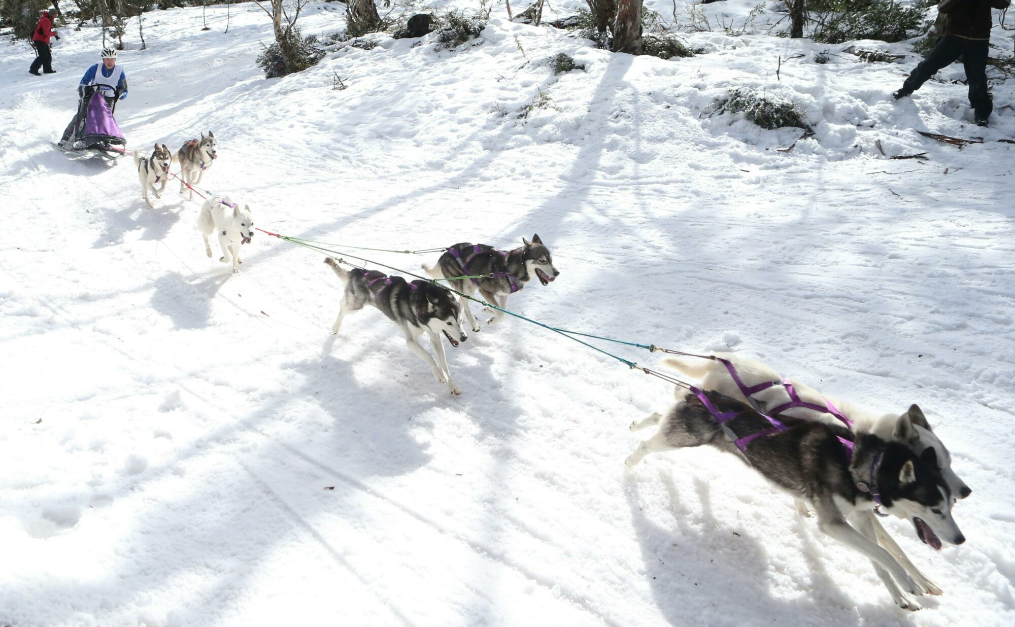 Dinner Plain Sled Dog Sprint