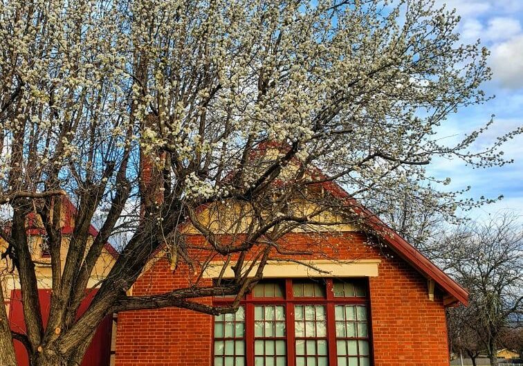 Myrtleford Museum