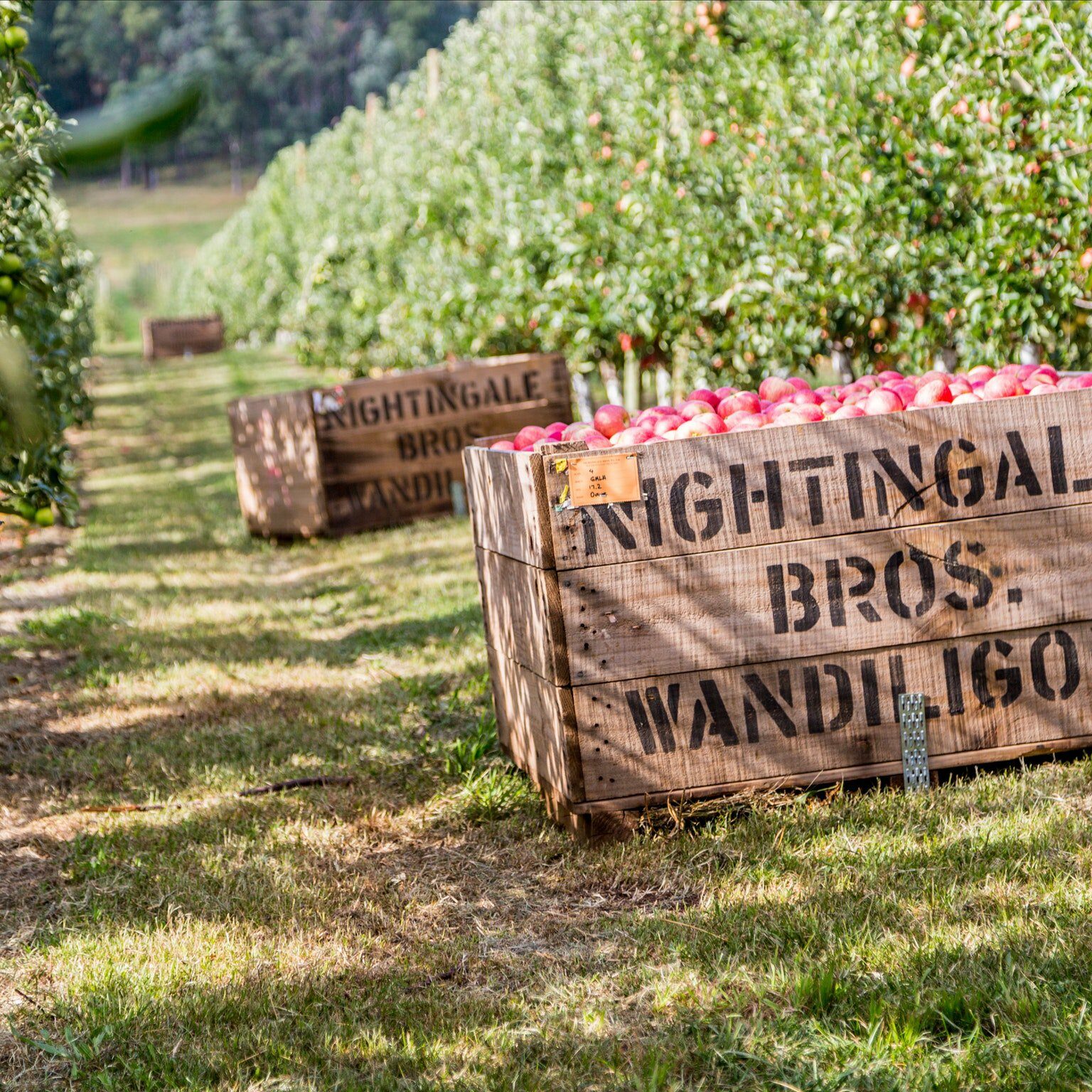 Nightingale Bros Orchard Apple Bins