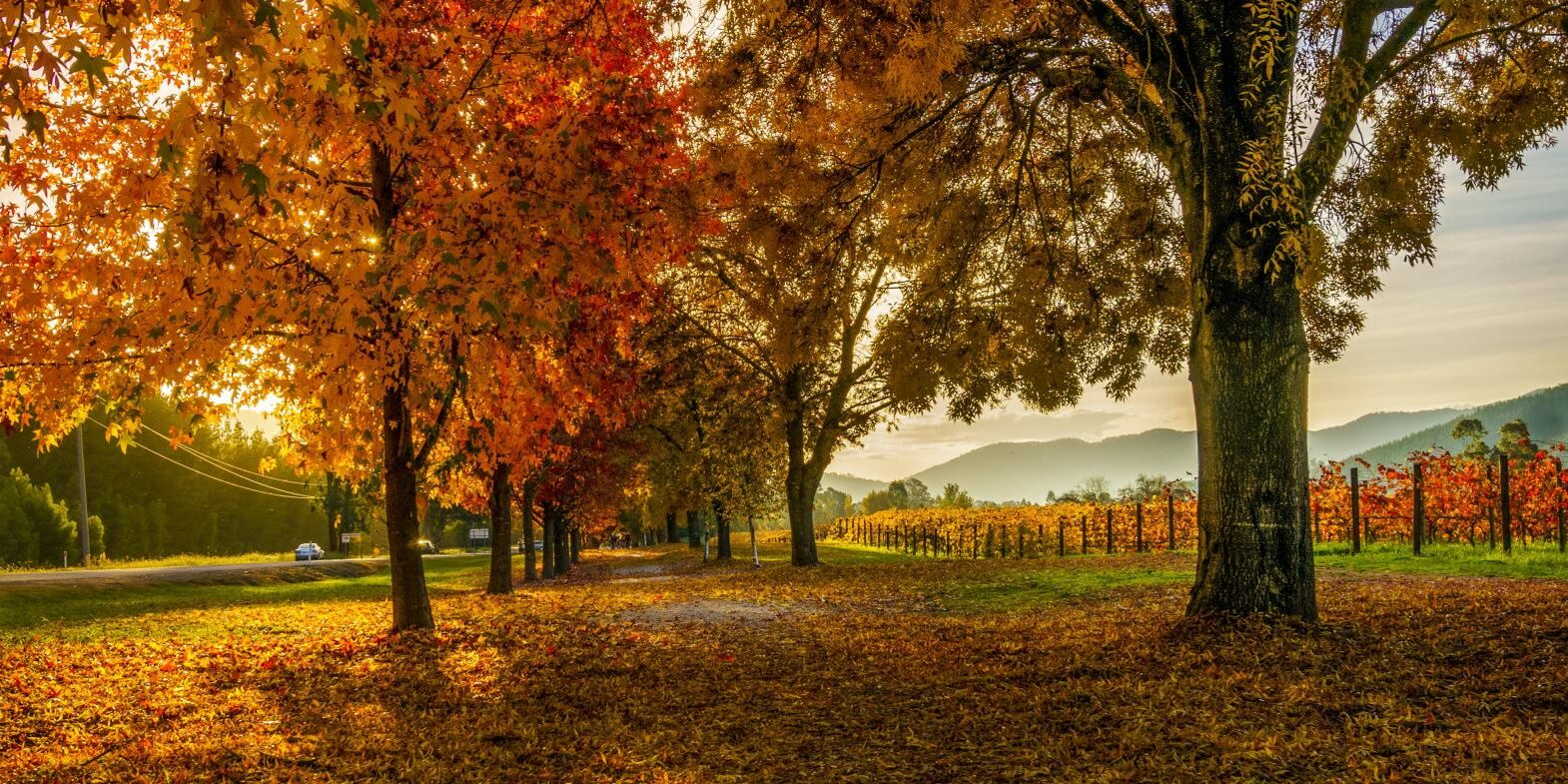 Murray to Mountains Rail Trail in Bright Victoria in Autumn