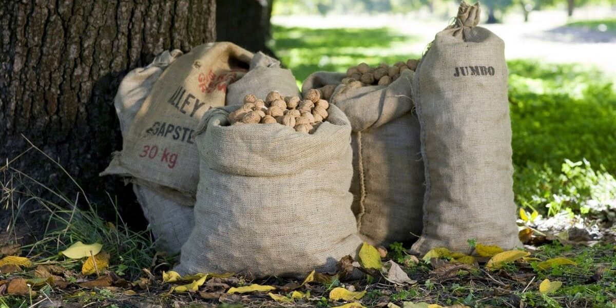 produce myrtleford autumn 16_9