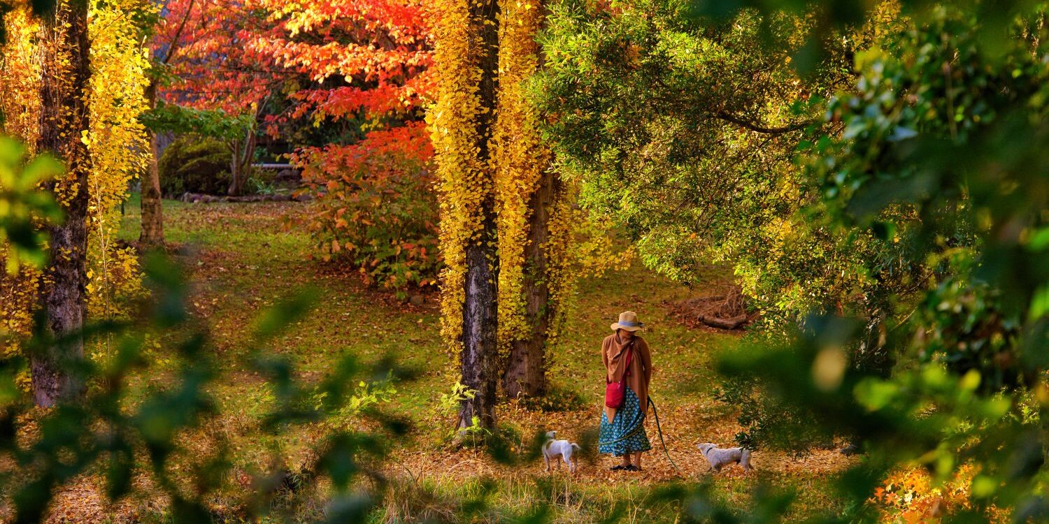 walks dogs bright autumn 16_9