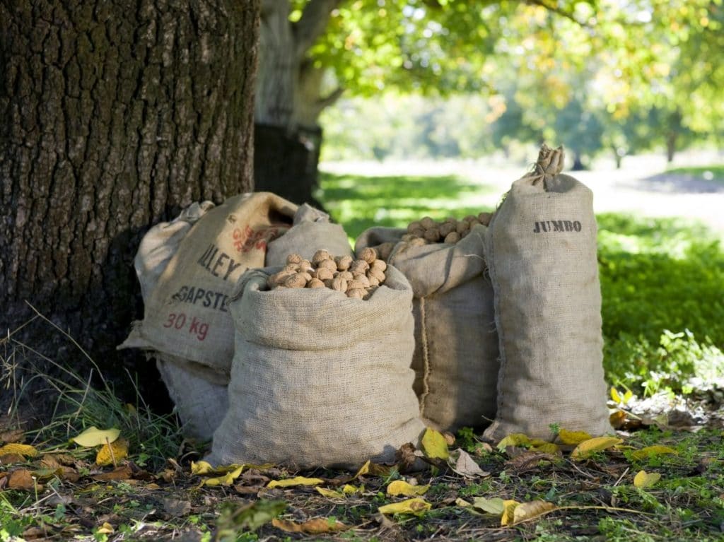 produce myrtleford autumn 4_3