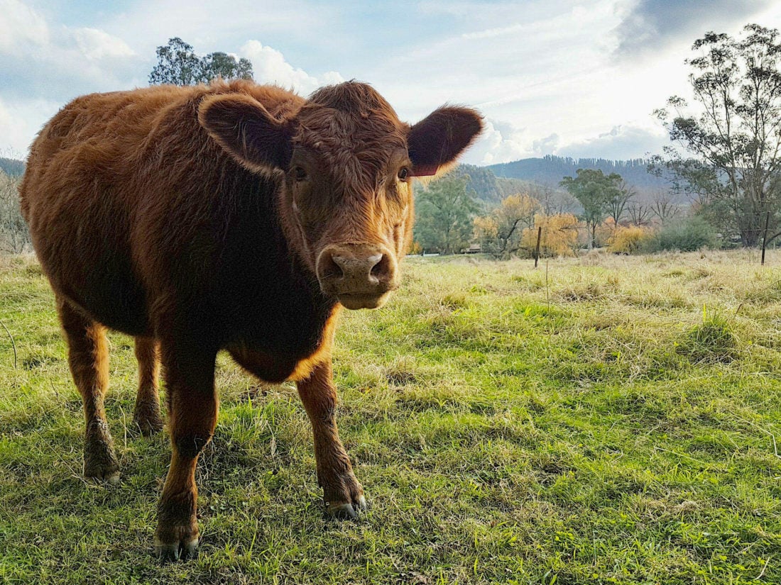 A cow in the Buckland Valley