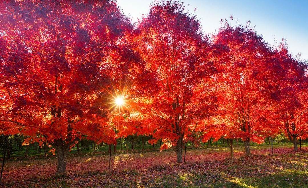 Bright, Victoria Official Tourism Website